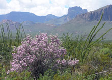 Caption: Cenizo puts on a show during the desert's rainy season., Credit: Cathryn Hoyt