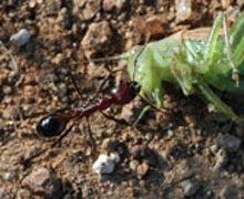 Caption: Harvester ants carry food several times their size., Credit: Cathryn Hoyt