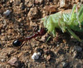 Harvester-ant-small_small