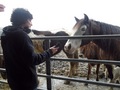 Horse_small