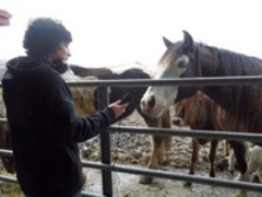 Horse_small_medium