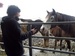 Horse_small_square