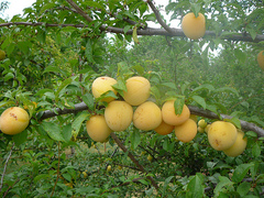 Caption: Shiro plums picked by the Portland Fruit Tree Project (after this photo was taken)