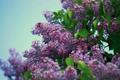1lilac_small