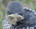 Baby-mockingbird-small_small