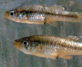Gambusia-small_small