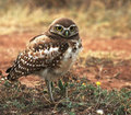 Burrowing-owl-carter-small_small