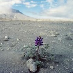 Caption: Life returns to Mt. St. Helens, Credit: pbs.org/nova