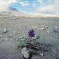 Gallery-nova-mtsthelens-7_t250_small
