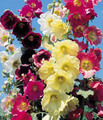 1hollyhock_small