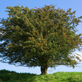Hawthorntree1_small