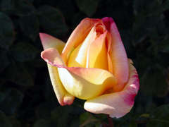 Caption: One Flower