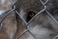Pmccleary_s11_runswithwolves_0001_small