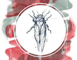 Caption: Cicada, Credit: Jeremy Luther