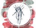 Cicada_small