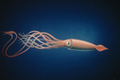 Squid_small