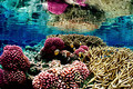 Coral_reef_small