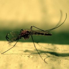 Caption: A Mosquito Up Close, Credit: gravitywave/Flickr