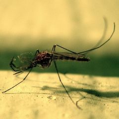 Caption: A Mosquito Up Close, Credit: gravitywave/Flickr