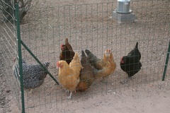Chickens_3_medium
