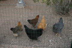 Chicken_5_medium