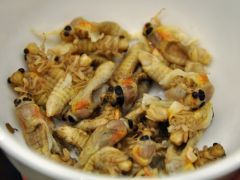 Caption: These cicadas were collected at night, shortly after they emerged, while their bodies were still soft and white. They were then frozen for storage. , Credit: Art Chimes