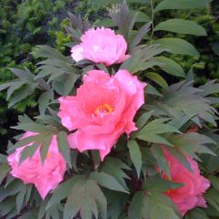Caption: VPR President's Peonies, Credit: Robin Turnau