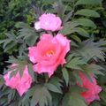 Robbins_peonies_small