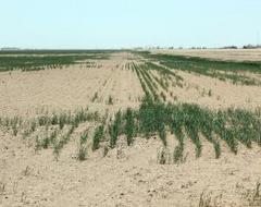 Caption: Drought has affected wheat growth throughout western Kansas. Some farmers are facing reduced yields, while others are being forced to scrap their harvest all-together. The conditions have resulted in an earlier than usual wheat harvest. , Credit:  Photo by Eric Durban / Harvest Public Media