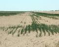 Crop_insurance_story_small