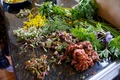 Foraging_7_small