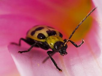 Caption: The Asparagus Beetle, Crioceris asparagi , Credit: Wild Photons/Flickr