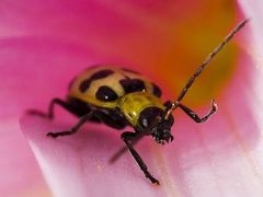 Caption: The Asparagus Beetle, Crioceris asparagi , Credit: Wild Photons/Flickr