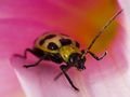 Wildphotons_asparagus_beetle_small