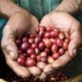 Cofeebeans_0_small
