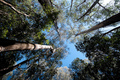 Trees_deptsustainenviro_20110624_small