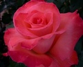 2roses_small