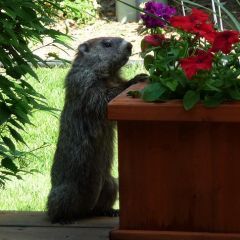 Caption: Culprit Caught Eating Petunias, Credit: NHN 2009/Flickr