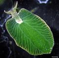Seaslug_small