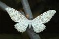 Thysaniaagrippina_small