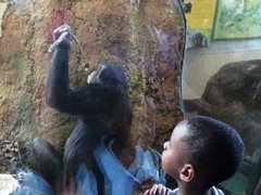 Caption: A chimp at the Lincoln Park Zoo uses a stick to fish for food., Credit: Michael De Bonis/WBEZ