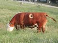 Porthole_cow_web_small