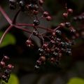 Elderberries_jim_mead_small