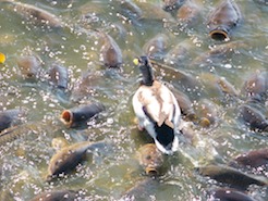 Caption: duck walking on fish at linesville spillway, Credit: long haul productions