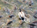 Img_4761_small