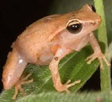 Caption: coqui frog, Credit: long haul productions