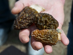 Caption: Morel mushrooms, Credit: Guy Hand