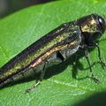 Emeraldashborer_jlucier_small