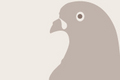 Pigeonplaceholder_small