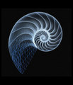 Nautilus_small